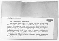 Pragmopora amphibola image